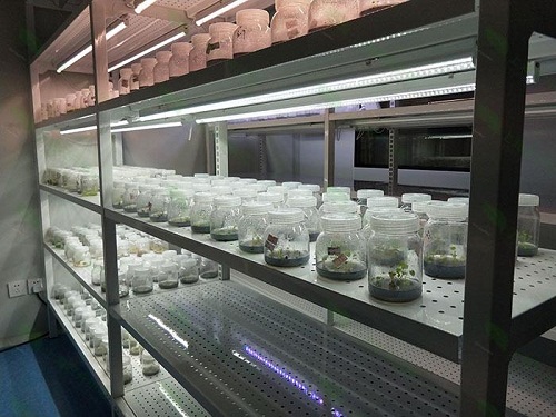 中方植物组织培养实验室设计建设方案